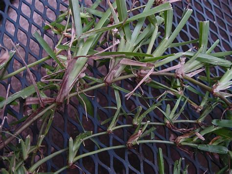 How to Identify Floratam.
